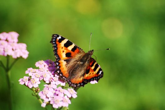 Butterfly on flower