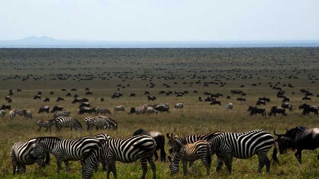 Zebras and wildebeest on a plain in eastern africa during the great migration
