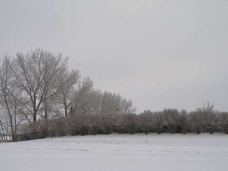 winter field and forest