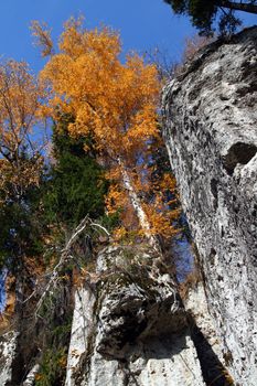 autumn birch on rock in Ural mountains Russia