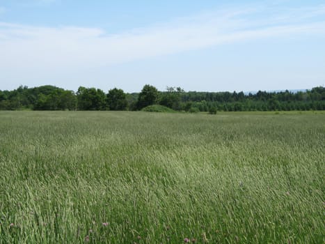 green agricultural field