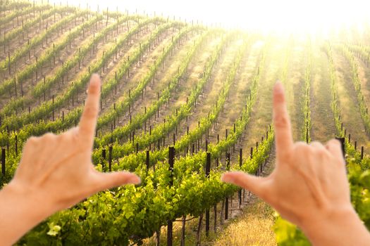 Hands Framing Beautiful Lush Grape Vineyard In The Morning Mist and Sun with Room for Your Own Text.