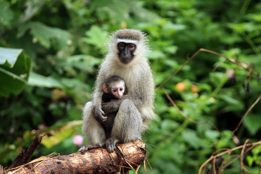 Vervet monkeys