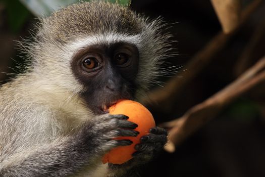 Vervet monkey eating an apricot