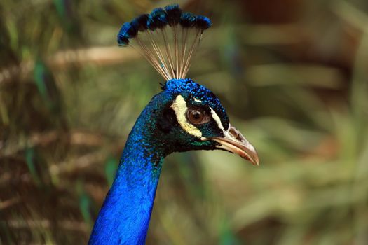 Head of a male peacock