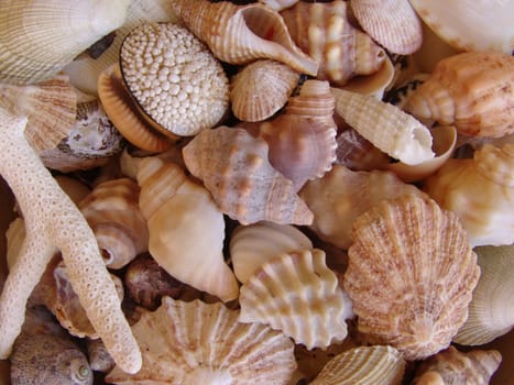 Close up on a variety of shells