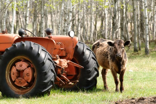 A young calf standing beside an old tractor in a field.