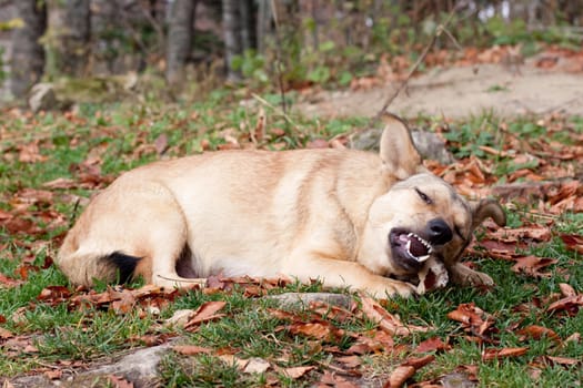 A dog lying on grass and gnawing bone
