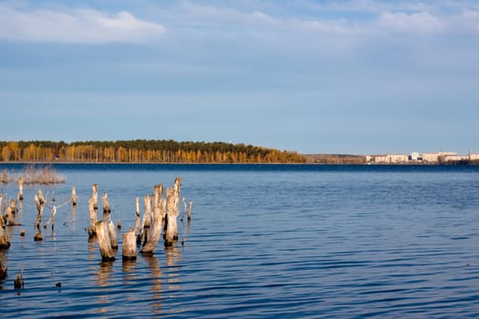 A lake with floating lifeless branches surrounded by yellow trees, under blue sky and in water
