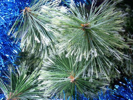 Christmas pine tree needles. Fine background
