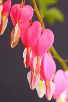 dicentra