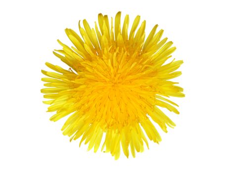 Closeup of yellow dandelion isolated on white background with clipping path