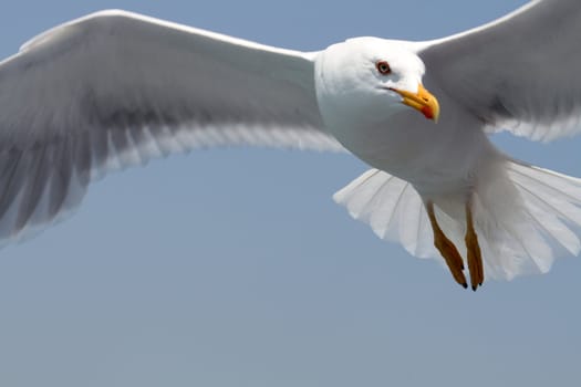 Closeup of seagull flying on background with blue sky