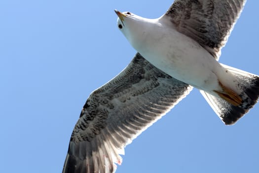 Closeup of seagull flying on background with blue sky