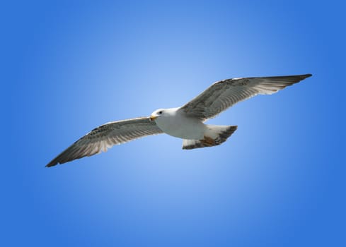 Closeup of seagull flying on grafient blue background. Isolated with clipping path