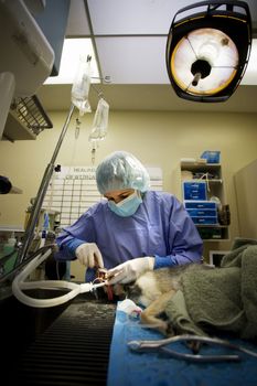 Small dog undergoing a veterinary dentistry procedure