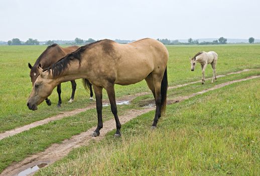 Horse standing in a field, eating grass
