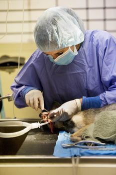 Small dog undergoing a veterinary dentistry procedure