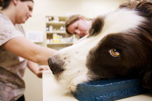 Dog and technicians at a veterinary clinic