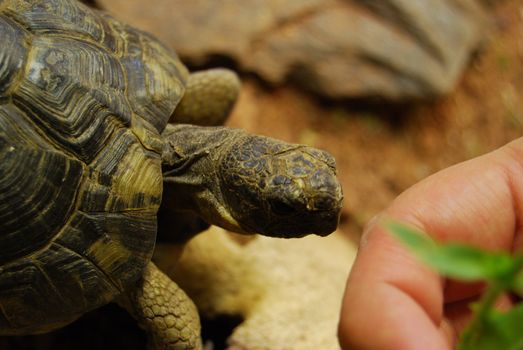 closeup of a small turtle in its enclosure