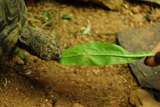 closeup of a small turtle in its enclosure