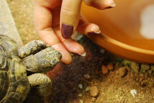 closeup of a small turtle in its enclosure