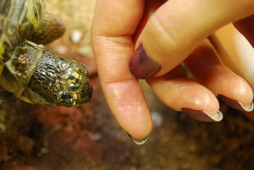 closeup of a small turtle in its enclosure