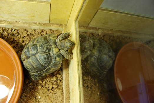 closeup of a small turtle in its enclosure