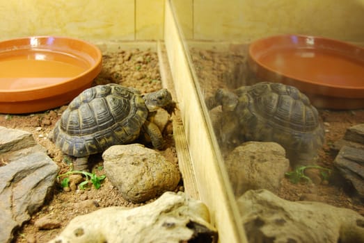 closeup of a small turtle in its enclosure