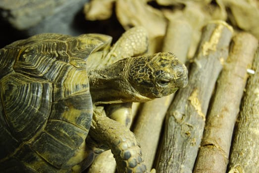 closeup of a small turtle in its enclosure