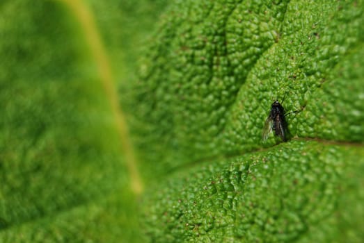 fly sitting on a big green leaf