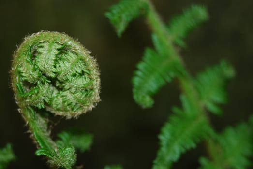 closeup of a growing fern in spring 