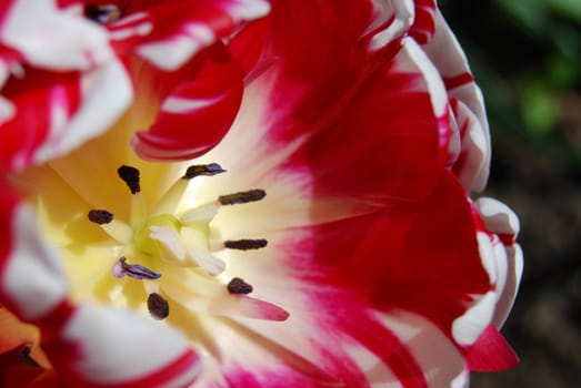 closeup of a pink and white tulip