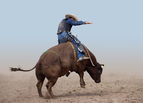 Bull Rider on a clear background