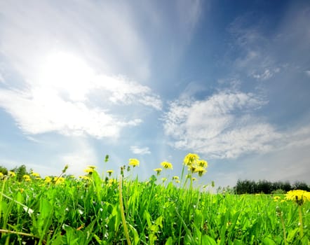 landscape green field with dandelion daisies  under blue sky and bright sun 