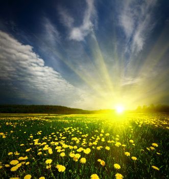 field of grass with dandelion on background distant wood in sunset