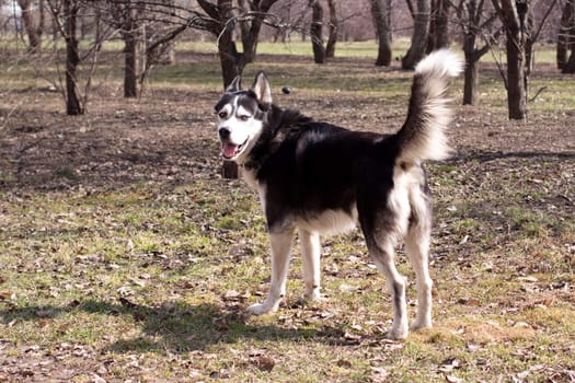 A standing black and white husky in the park
