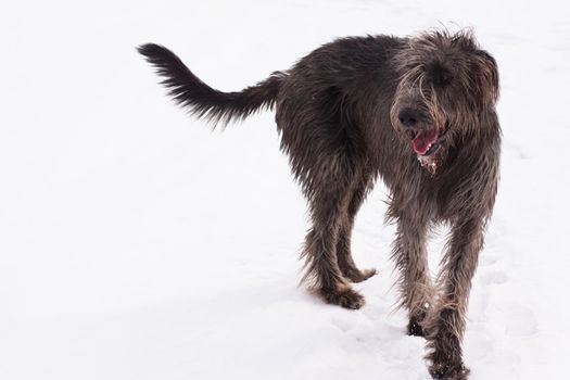 An Irish wolfhound on a snow field 
