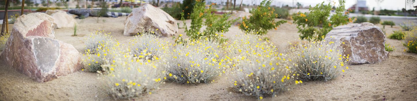 panoramic landscape of desert flowers and rocks outside in las vegas in a park 