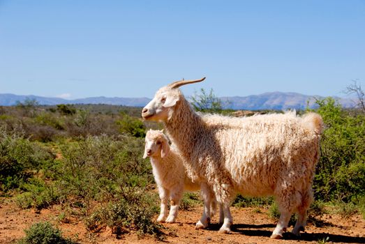 Adult Angora goat with lamb in the Karoo.