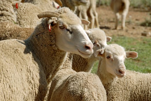 Adult sheep with herd of lambs.