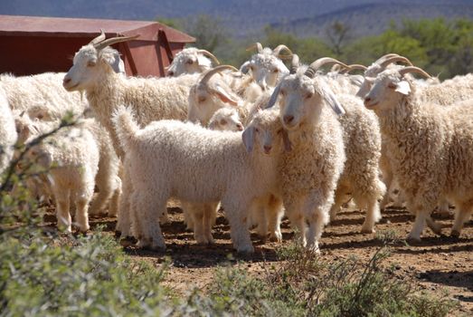 A flock of Angora goats in the Karoo, Western Cape, South Africa