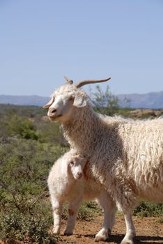 Adult Angora with cute new born lamb.