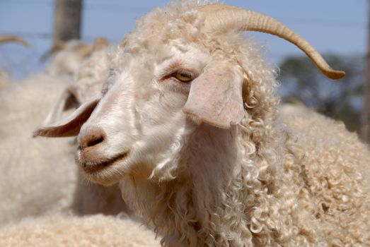Close-up of an adult Angora goat.