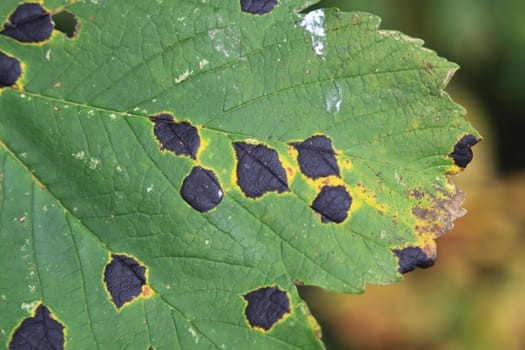 diseased leaf