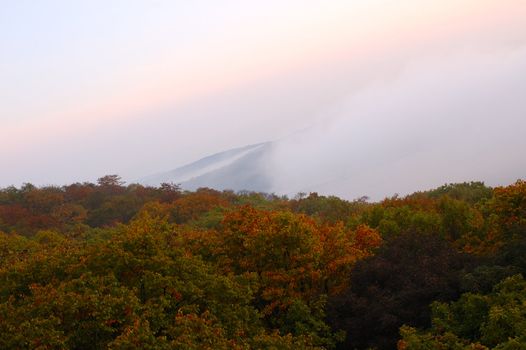 Foggy (hazy) forest scenery and early sunrise.