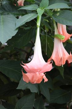 Angel Trumpet