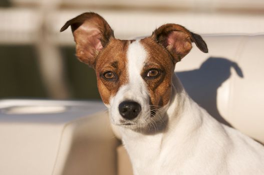 Majestic Jack Russell Terrier Dog Portrait