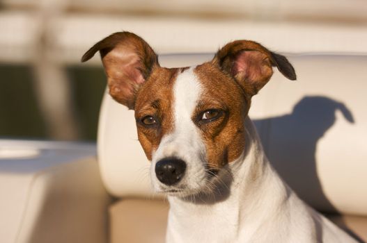 Majestic Jack Russell Terrier Dog Portrait