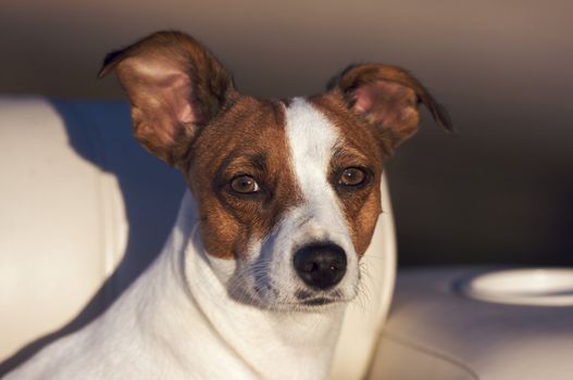 Majestic Jack Russell Terrier Dog Portrait